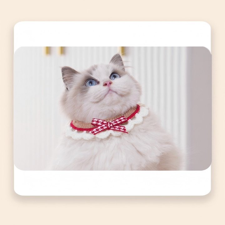 Bowtie kitten collar